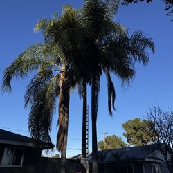 Palm tree
