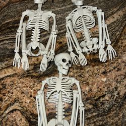 Skeleton Family 