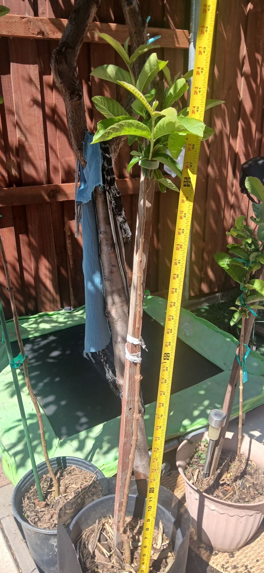 Guava plant/tree