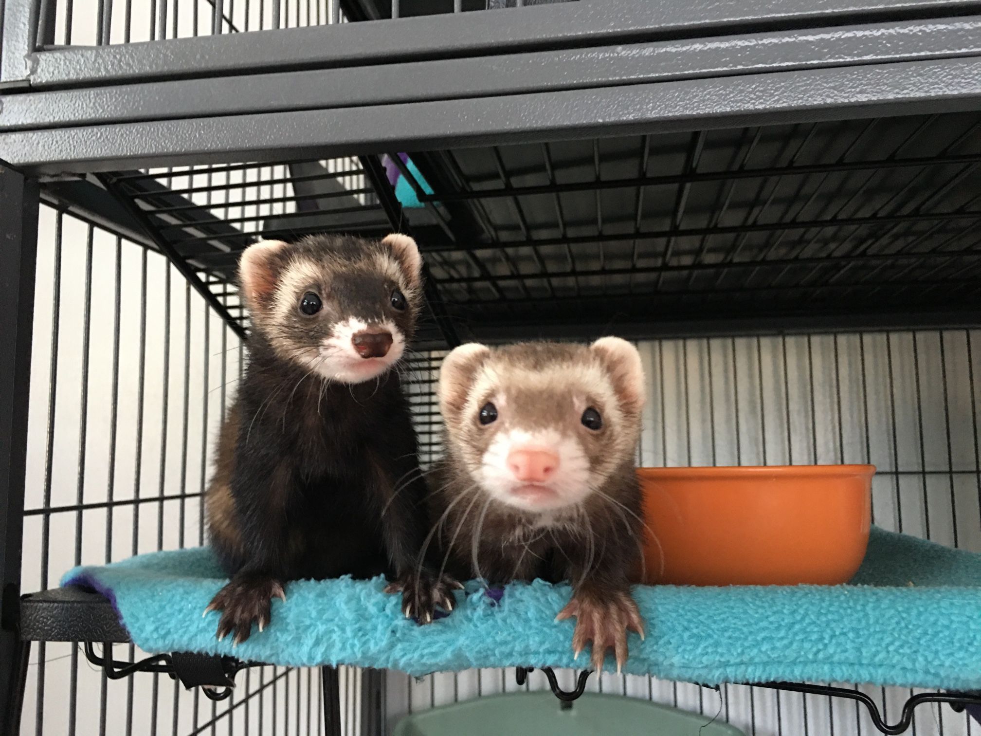 European Polecat Pet Ferret For Sale Near Me Buy Pet Ferret