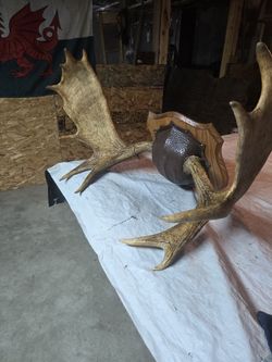 Moose Antlers For Decoration