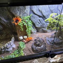 Snake Tank 40 Gal Ball Python 