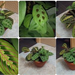 Mix prayer plants in large pot