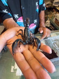 Live Emperor Scorpion REHOMING