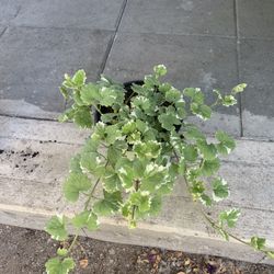 Outdoor Plant