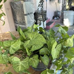 Hermosa Planta Singoniun
