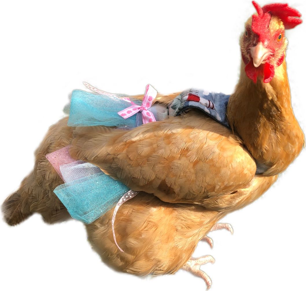 Handmade Chicken Tutus
