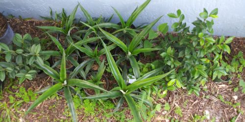 Pineapple Plants