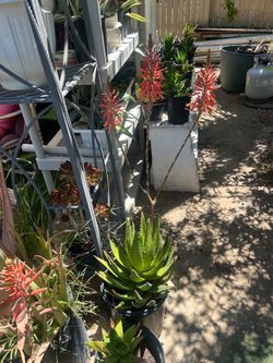 ALOE NOBILIS