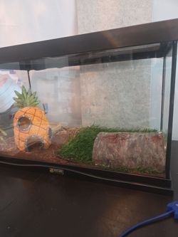 Turtle cage