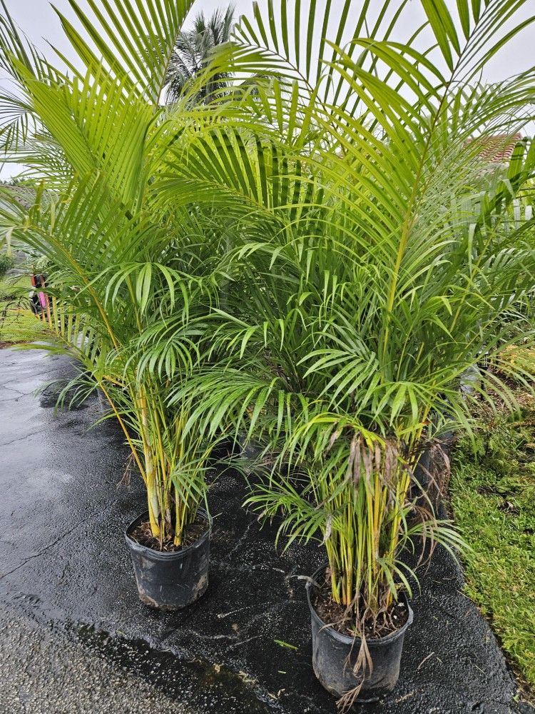 arecas all sizes available  6 feet tall Over  the pot  Instant Privacy Hedge For Fence also  7 feet 8 feet 9 fet 10 feet 
