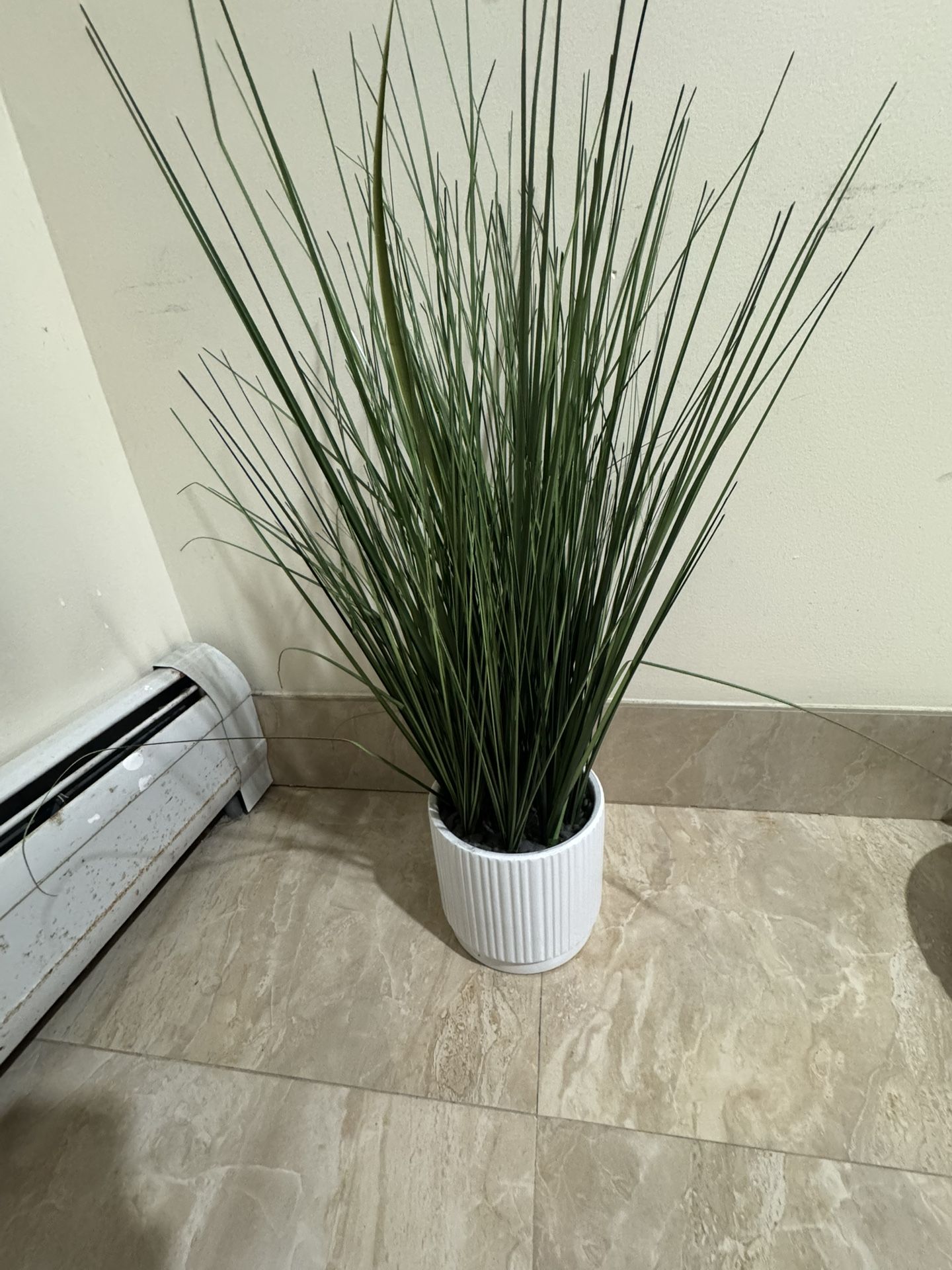 Plant