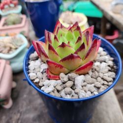 CHOCOLATE KOREAN ECHEVERIA  $25  SAN LORENZO