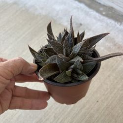 Gasteria Flow Succulent - Healthy 