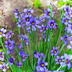 Blue Eyed Grass 'Iris' (Sisyrinchium angustifolium)