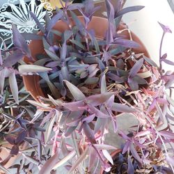 Two Plants Red With Planters 