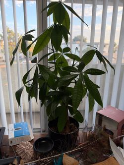 Live money tree plant large over 24 inches tall excellent condition