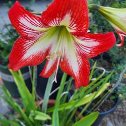 White And Red Amaryllis Plant Five Gallon Pot 