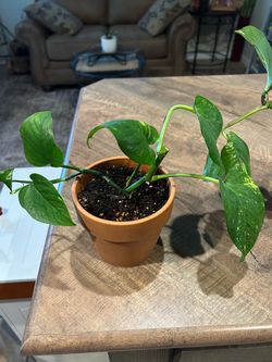 Golden Pothos Plants