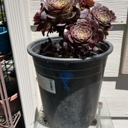 Big Succulent Plants