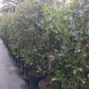 M&M PLANTS 