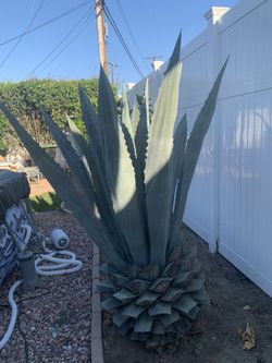 Home and garden Fornitura