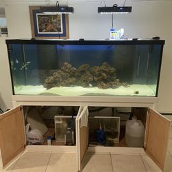 Fish Tank 