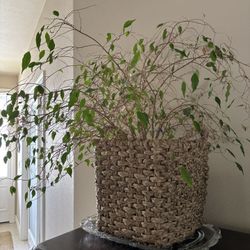 Ficus Plant