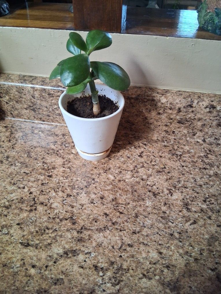 Jade Plant