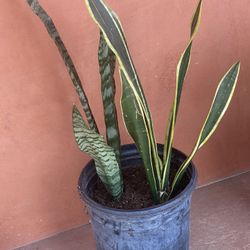 Snake Plant