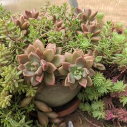 Succulents