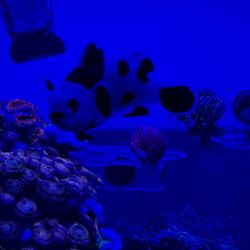 Fake Black & White Storm Clown Fish