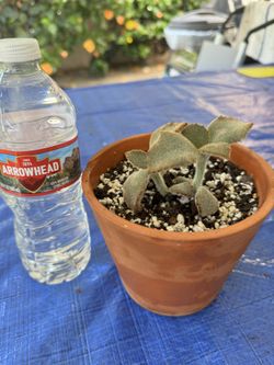 Kalanchoe Beharensis Succulent