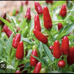 Thai Very Hot Red Pepper Seedling Plants Fully Rooted