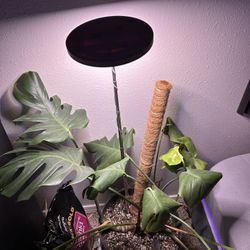 Circle Plant Grow Light 