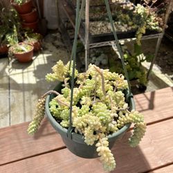 Sedum ‘Burrito’ Succulent In Hanging Pot