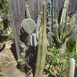 Mexican fit supposed Cactus plant