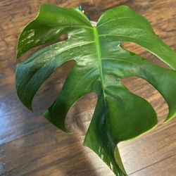 Low Variegation Monstera Albo Plant
