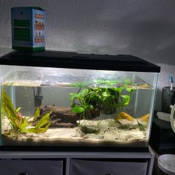 Fish Tank 