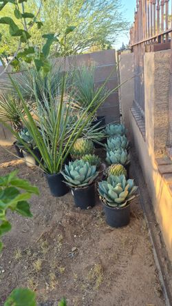 plants