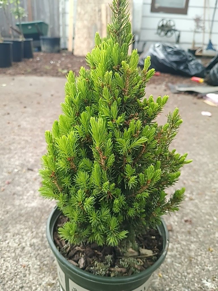 Tiny Tower Dwarf Alberta Spruces for Sale in WA OfferUp