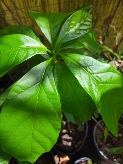 Avocado Plants