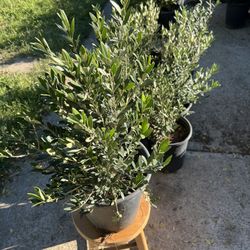 5 Gallons Little Olives