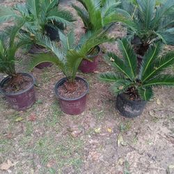 Plants 
