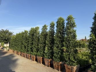 Ficus Nitida Indian Laurel Privacy Hedge