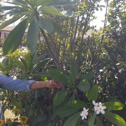 Potted White Plumeria *Blooming as of 9/23/25*