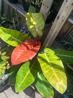 Philodendron Prince of Orange Live Plant
