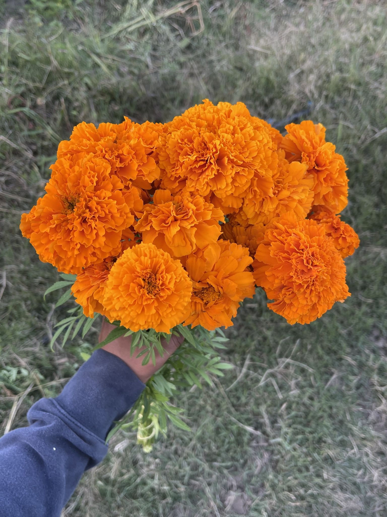 marigold flowers for sale