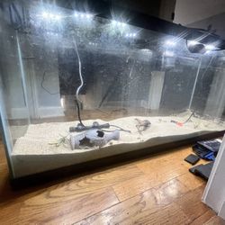 Fish Tank 