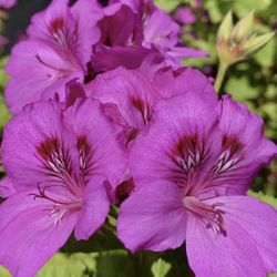 Geranium Pink/Purple 3 Fresh Organic Healthy Cuttings For Rooting - Pelargonium